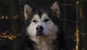 Alaskan Malamute Schlittenhund im Schnee