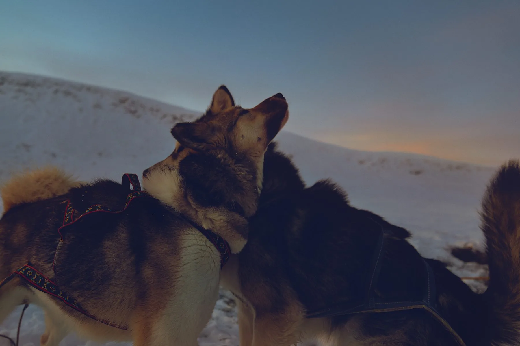 Alaskan Malamutes und Grönlandhunde