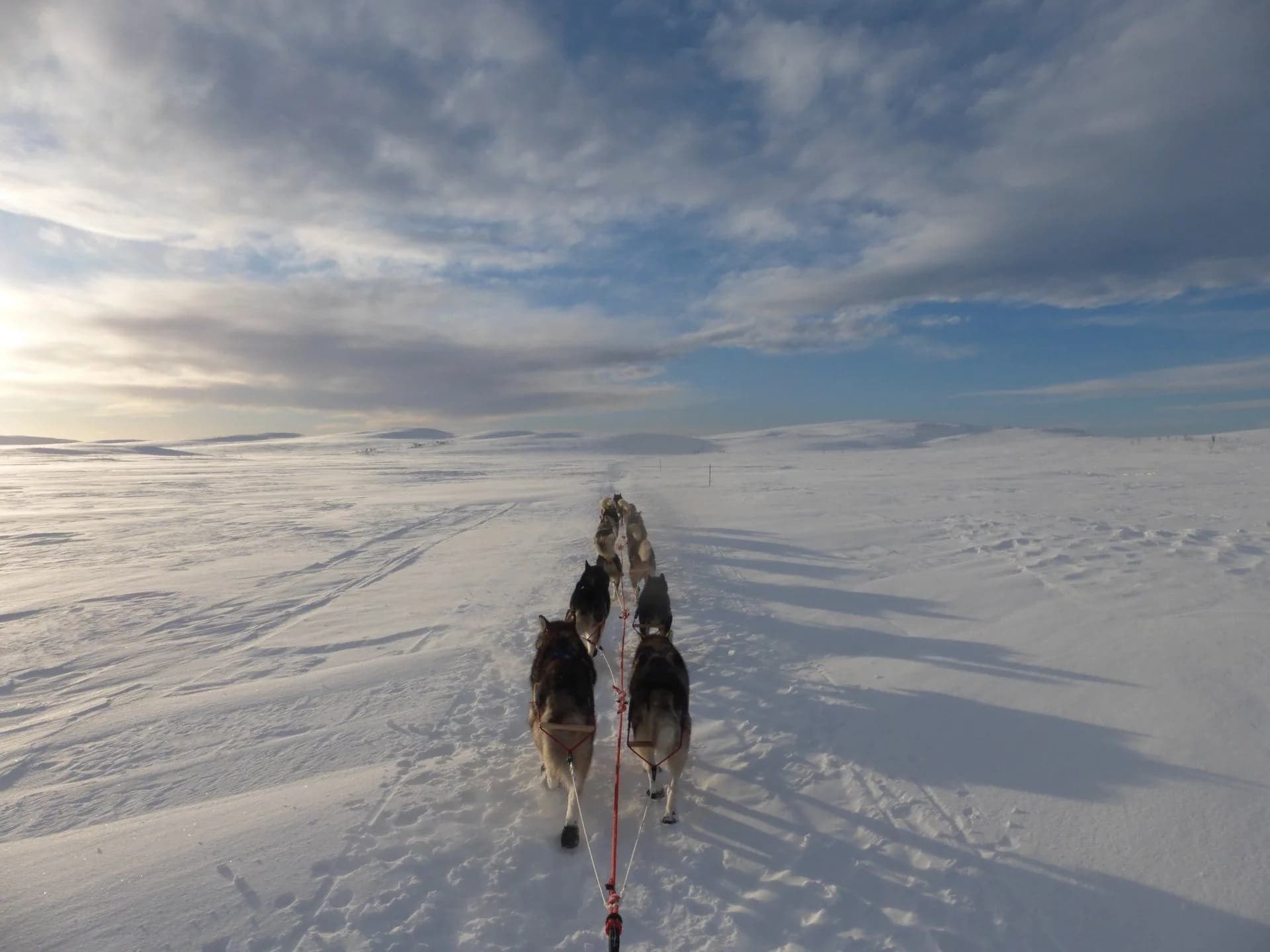 Spezial-Schlittenhundetouren