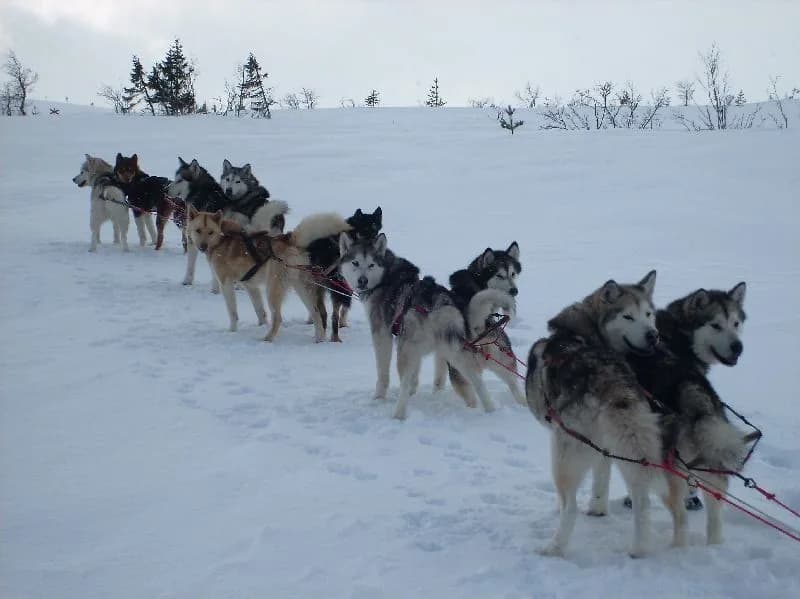 Gespann im Tiefschnee