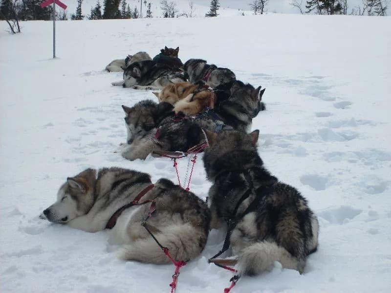 Schlittenhunde bei der Rast