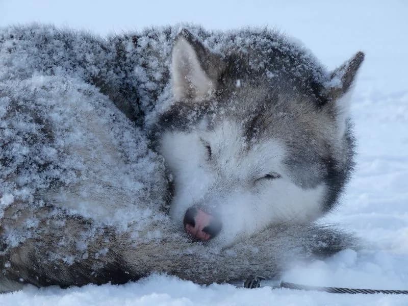 Alaskan Malamute im Schnee