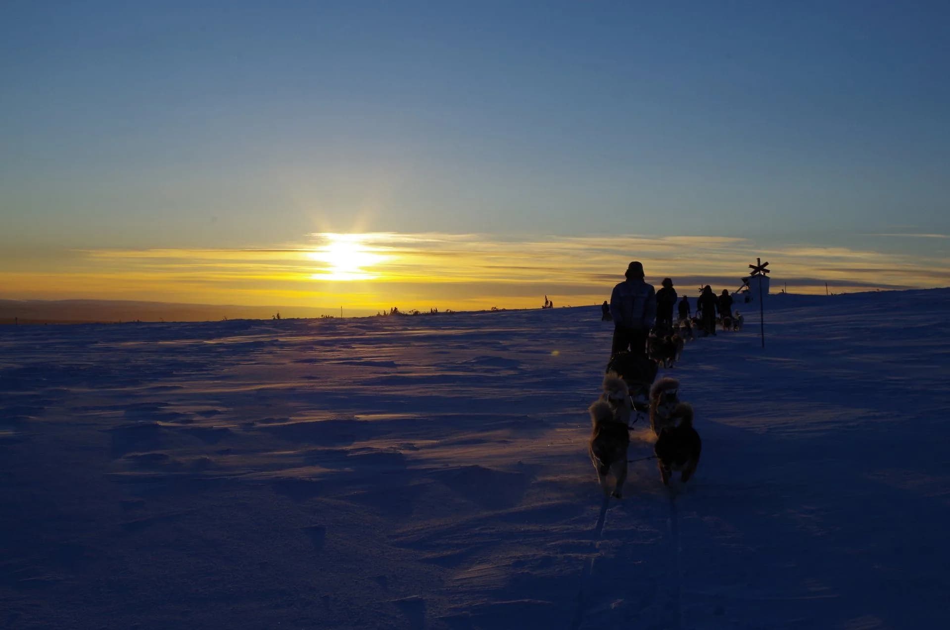 Schlittenhunde-Abenteuer in Schweden