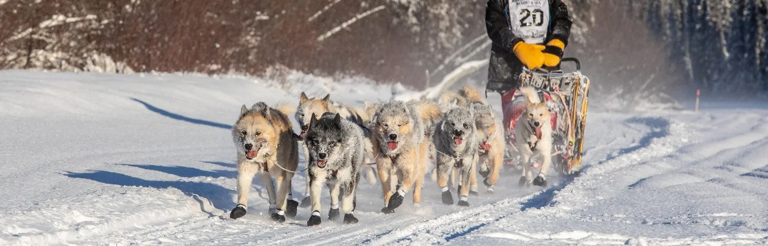 Hendrik Stachnau auf einem Langstrecken-Schlittenhunderennen