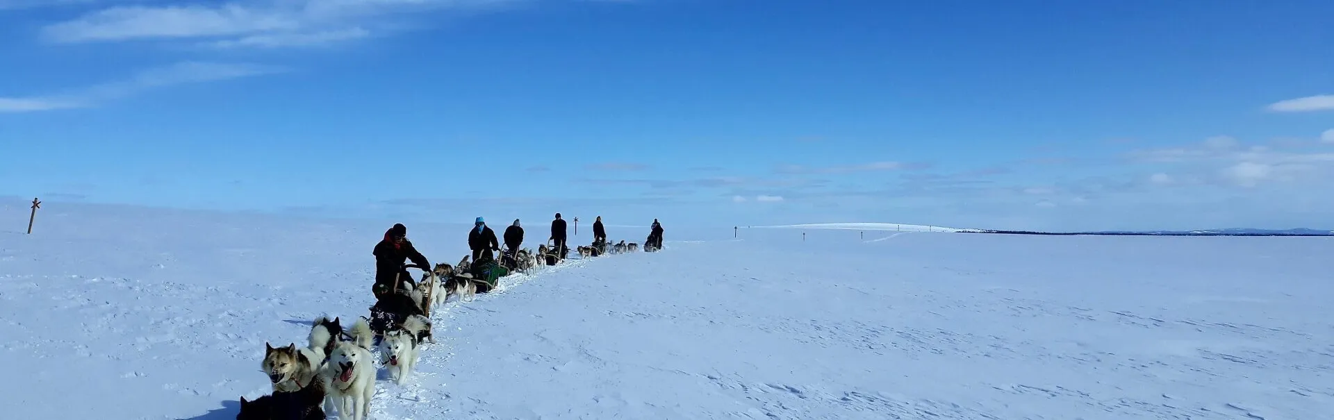 Schlittenhunde-Gespann in winterlicher Natur