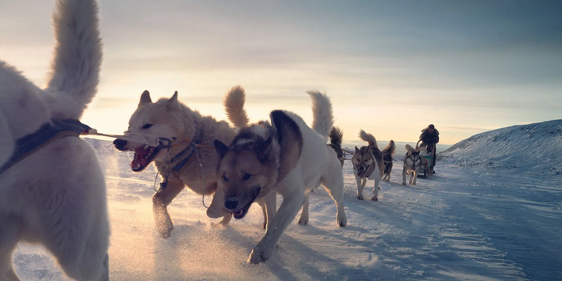 Ein eigenes Gespann Ur-Schlittenhunde in Schwedens Winter