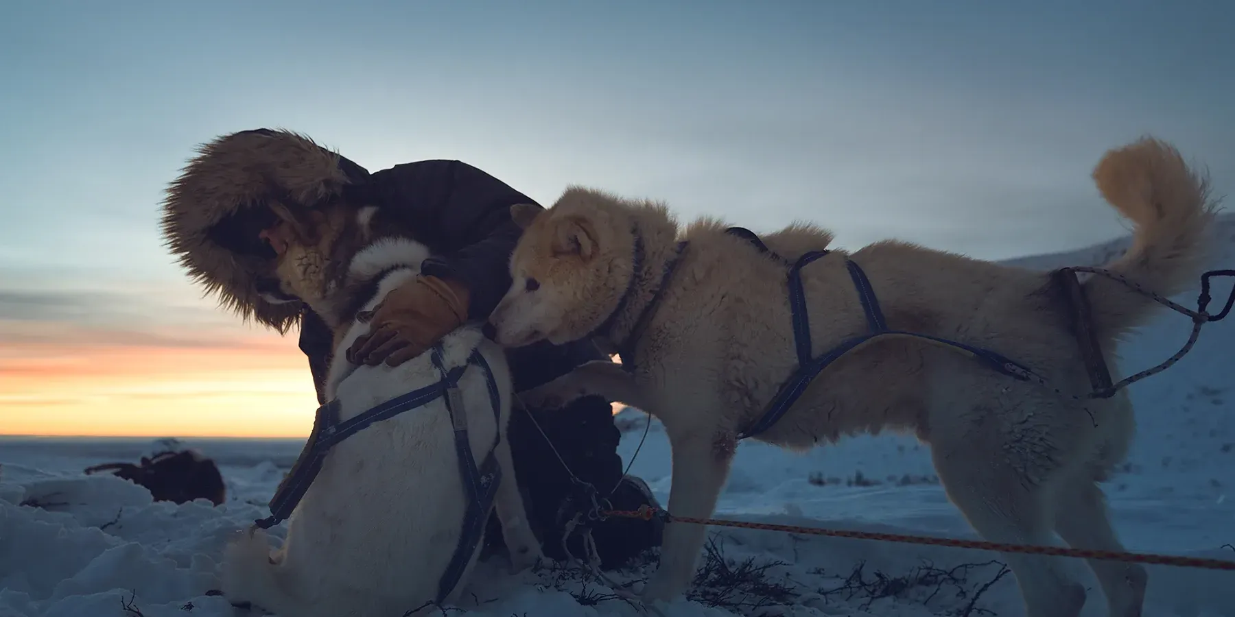 Schlittenhunde ziehen durch Schwedens Fjäll