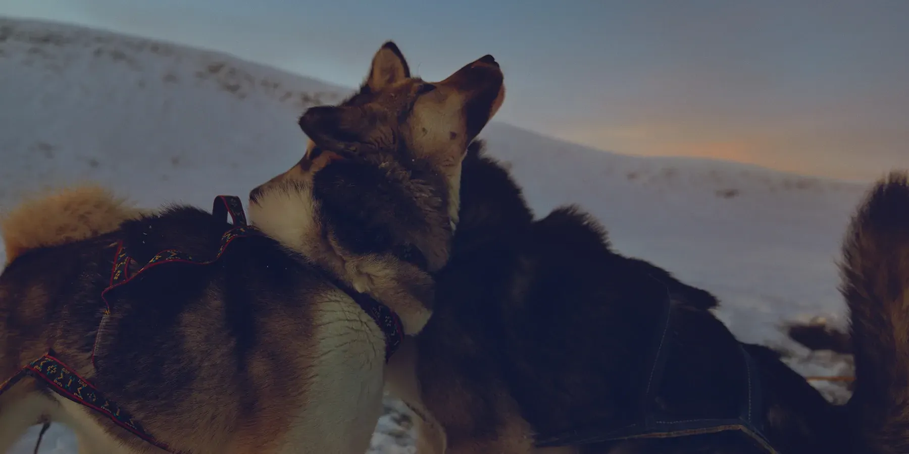 Musher mit Gespann in der Wildnis