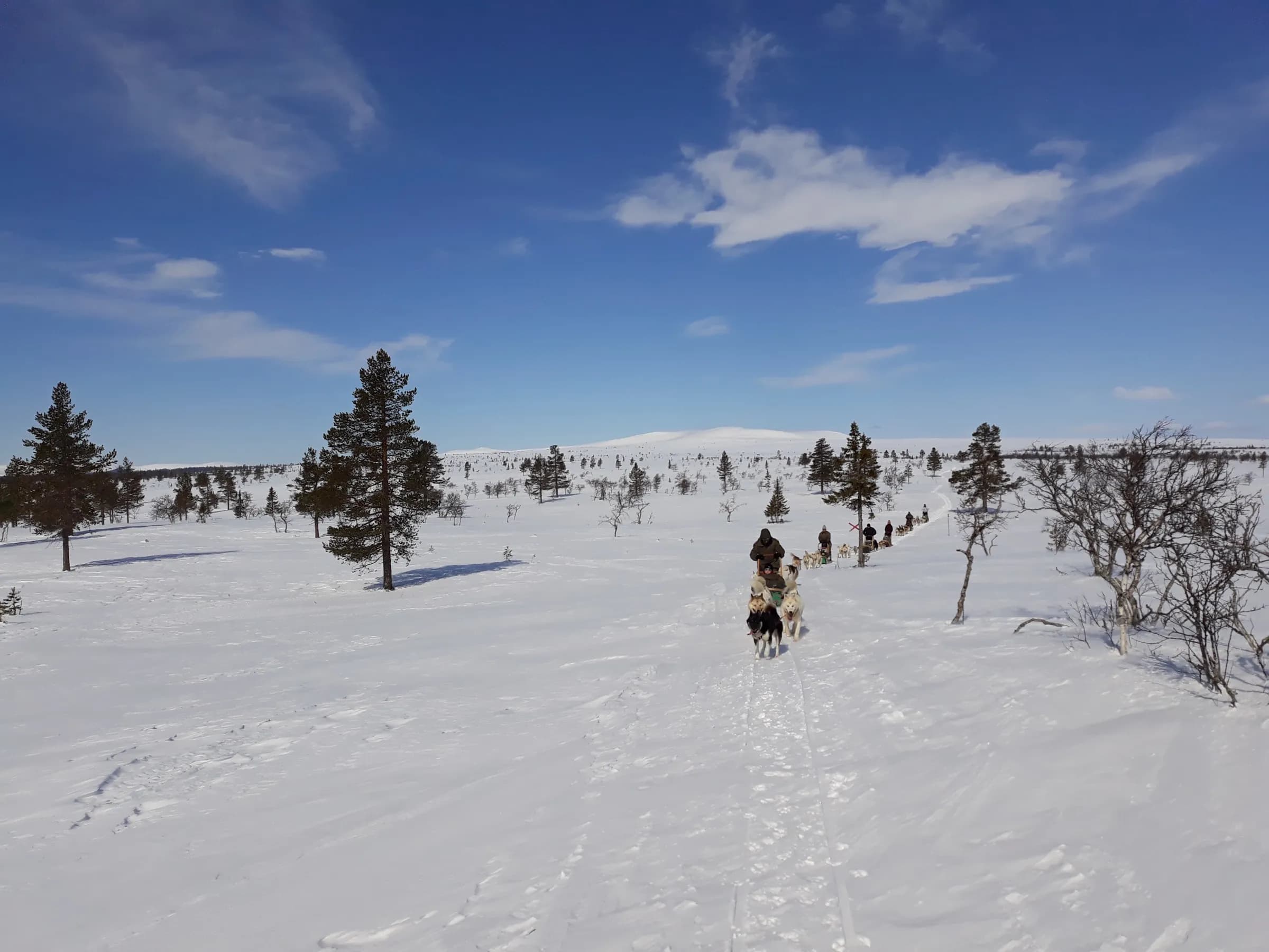 Huskytochten in Midden-Zweden als alternatief voor Lapland
