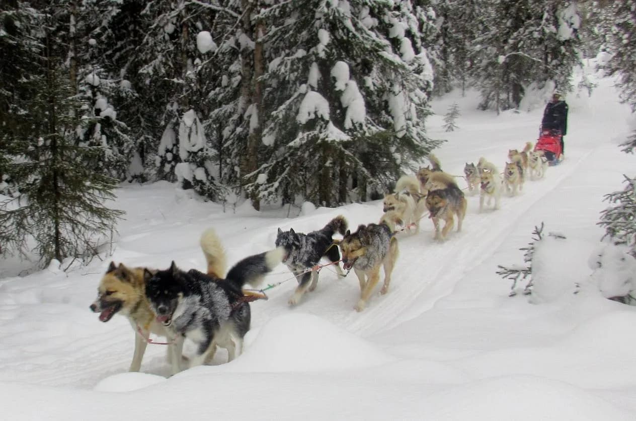 Huskyture findes med forskellige slædehunderacer