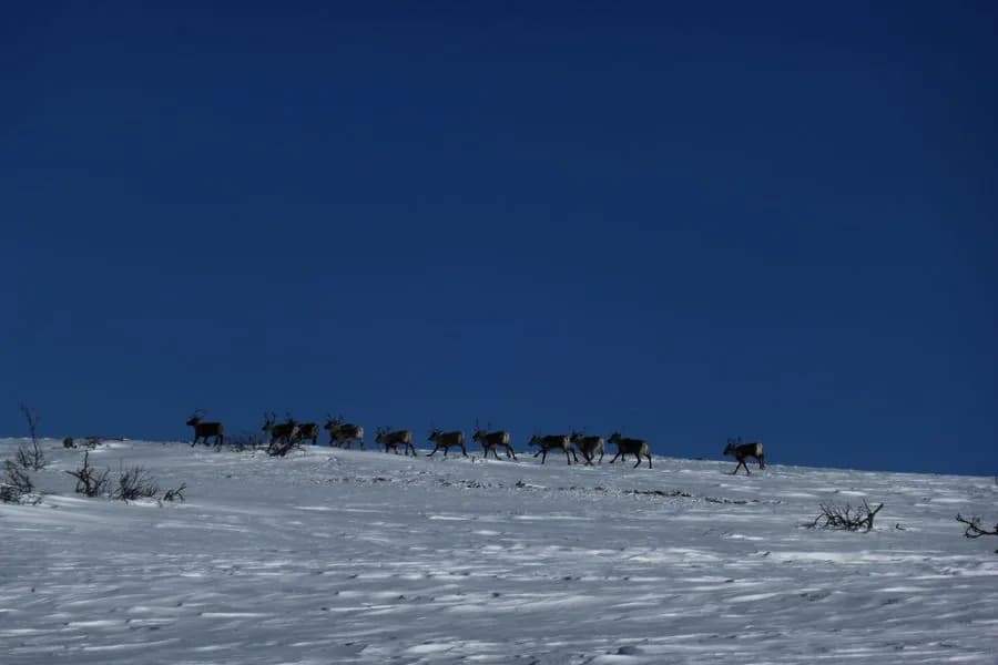 Winterlandschaft unter blauem Himmel